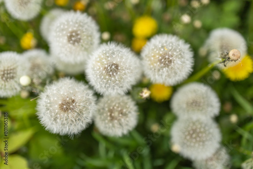 White fluffy dandelions  natural green spring background  selective focus
