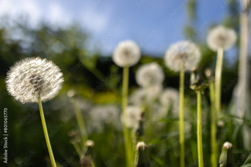 Wildflowers dandelions. Spring flowers close up Wildflowers dandelions. Spring flowers close up