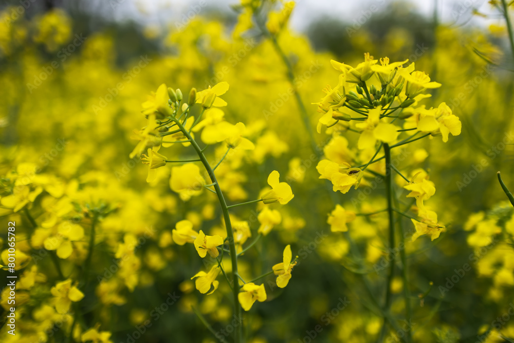 Close-up of canola or rapeseed blossom Brassica napus Close-up of canola or rapeseed blossom Brassica napus