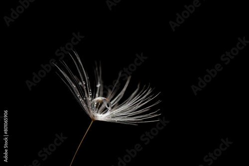 Beautiful shiny dew water drop on dandelion seed in nature macro on black background