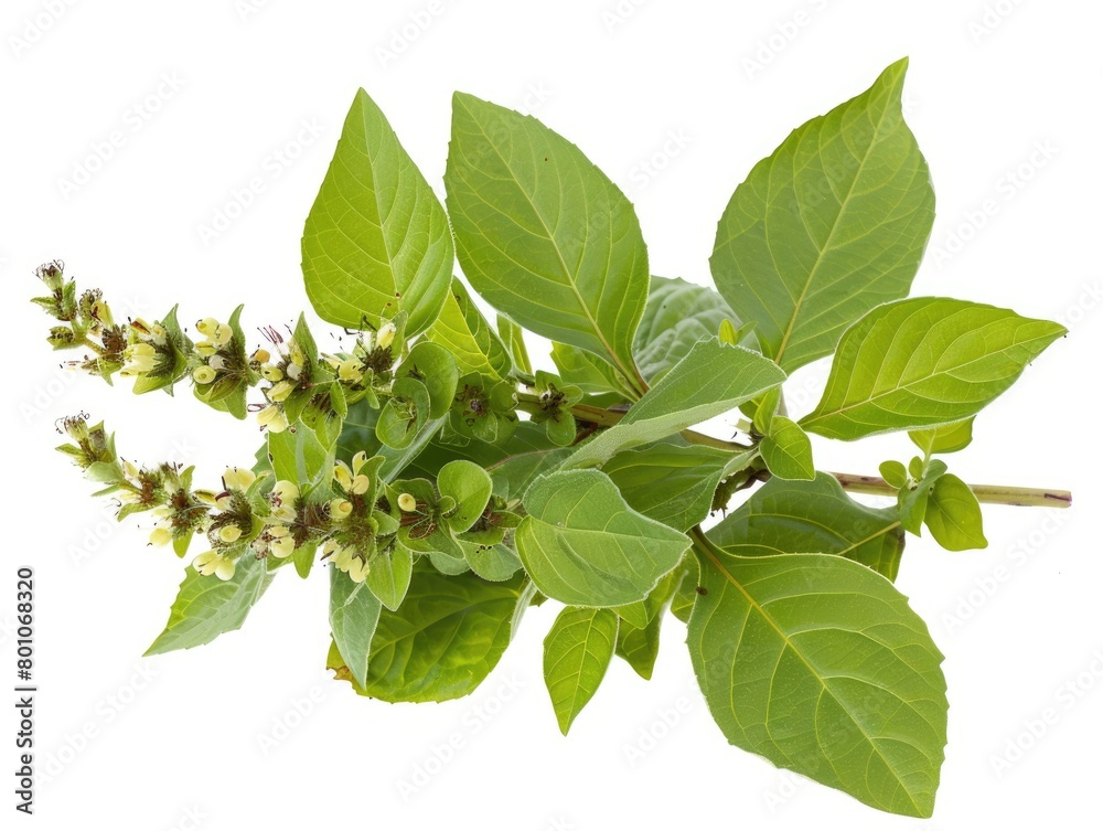 Fresh Holy Basil Leaves - Ayurvedic Herb Tulsi Isolated on White Background Fresh Holy Basil Leaves - Ayurvedic Herb Tulsi Isolated on White Background