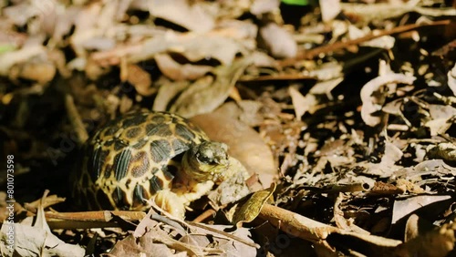 Close up of Face of a Spider tortoise (Pyxis arachnoides). Tropical rainforest of Madagascar island. photo