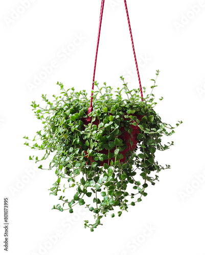 a hanging plant with green leaves on a transparent background, a hanging planter with a red string attached to it, plant in a pot