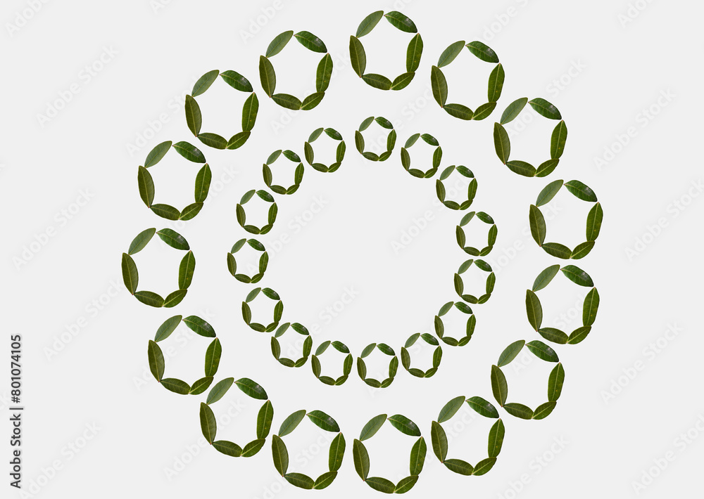 wreath of green leaves In White Background . Cirlce Of Green Leaves . Cirlce In White Background wreath of green leaves In White Background . Cirlce Of Green Leaves . Cirlce In White Background