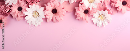 beautiful pink and white color flowers on colorful pure and bold pink in the background 