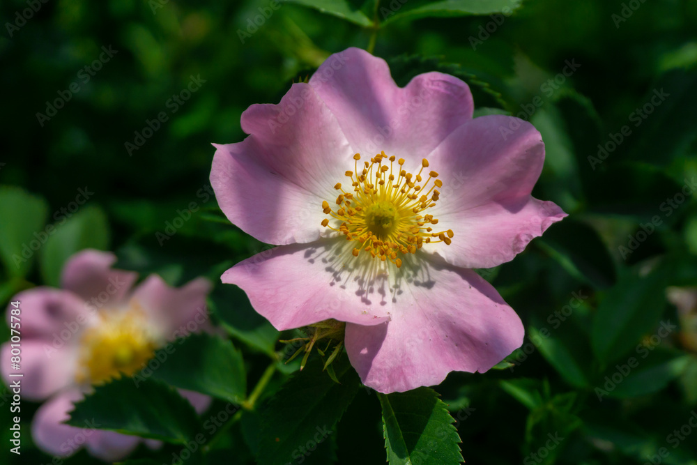 Two pink flowers. Rosa amblyotis, wild rose, dog rose. Dark leaves background Two pink flowers. Rosa amblyotis, wild rose, dog rose. Dark leaves background