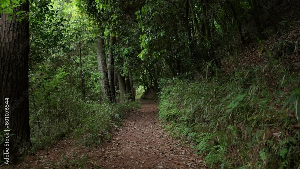 Walking through a scary, dark atmosphere in the woods. Walking through a scary, dark atmosphere in the woods.