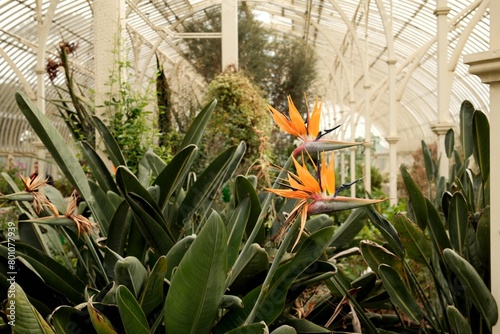 Flowering bird of paradise plant inside the greenhouse of the botanic gardens © Wirestock