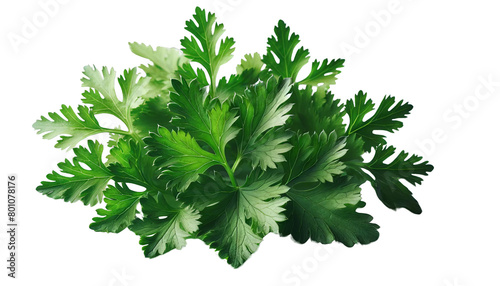 A bunch of fresh green parsley is piled on top of a white background, transparent background photo