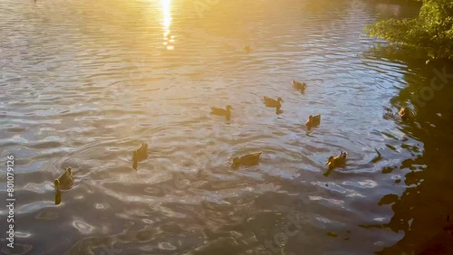 ducks swimming in the lake at sunset