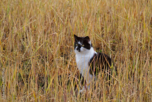 Black and white cat in wheat field that has been sprayed with glyphosate