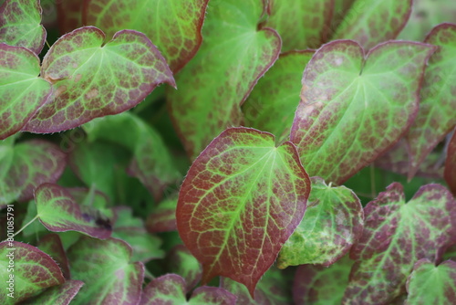 Green and red Epimedium versicolor sulphureum, barrenwort.