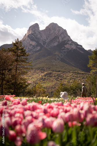 pink flowers in the mountains