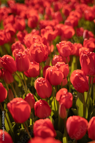 red tulips in the garden