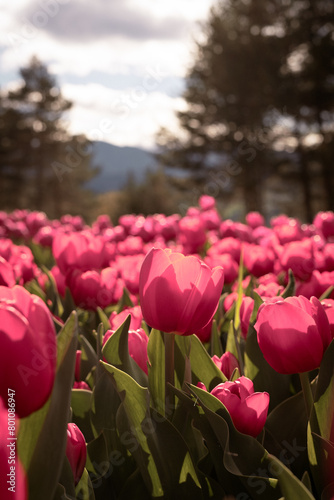pink tulips in the garden