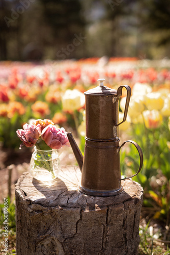still life in a tulip field