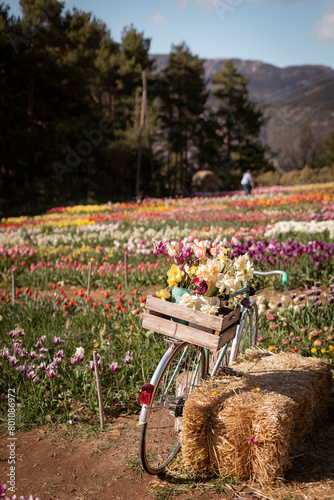 bike with flowers