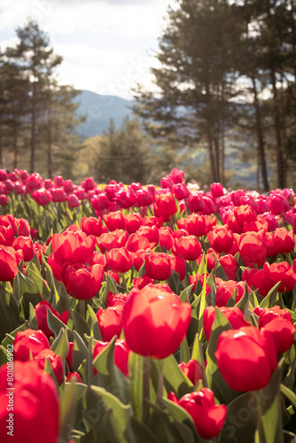 red tulip field
