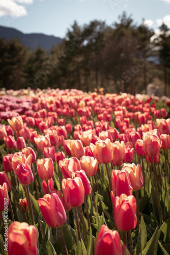 field of tulips