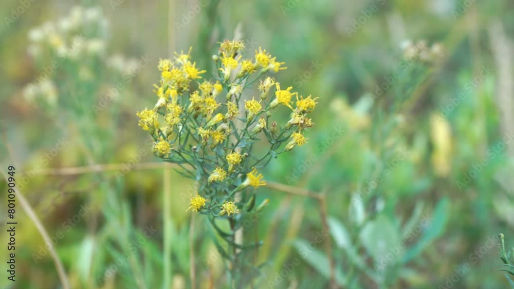 An old, faded Ragwort or Jacobaea flower. Jacobaea vulgaris An old, faded Ragwort or Jacobaea flower. Jacobaea vulgaris
