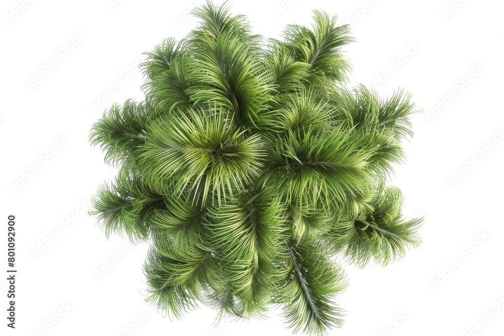 Top View Tree. White Background Isolated Image with Coconut Trees in 3D Render Top View Tree. White Background Isolated Image with Coconut Trees in 3D Render