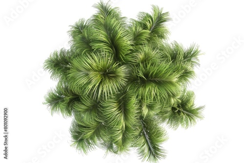 Top View Tree. White Background Isolated Image with Coconut Trees in 3D Render