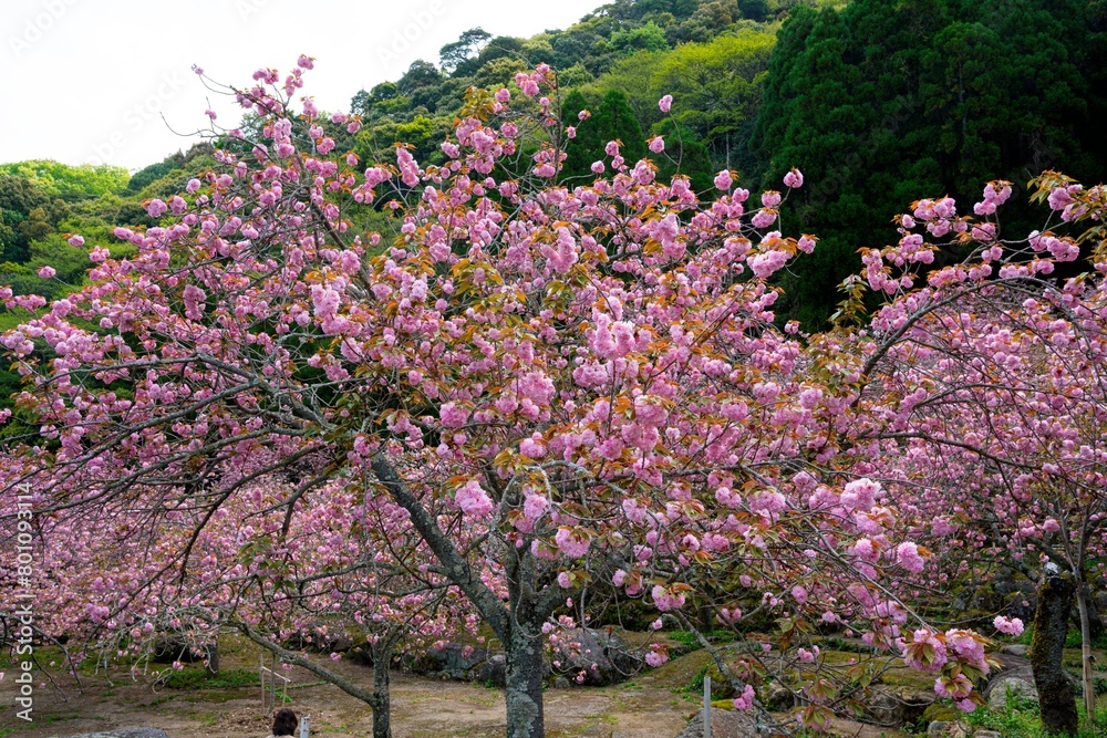 一心寺の八重桜