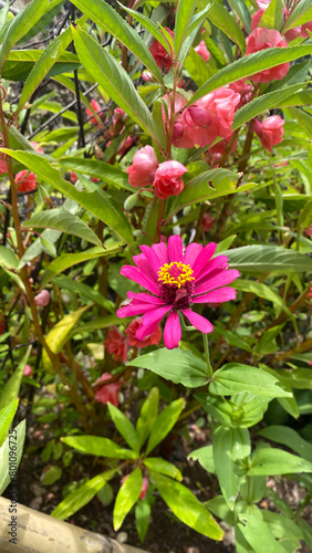 beautiful purple flower with green plants on background