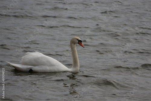 Fototapeta Naklejka Na Ścianę i Meble -  cisne