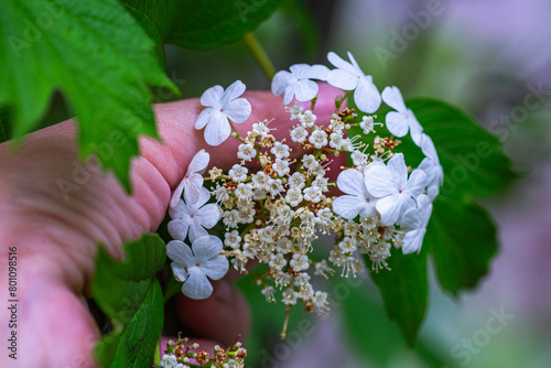 Hand of a herbalist picking flowers Viburnum opulus, guelder-rose or guelder rose in the spring during the flowering period. Medicinal plants photo
