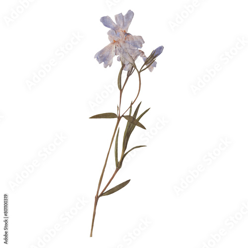 Isolated Pressed and dried Blue Flower. Aesthetic scrapbooking Dry plants