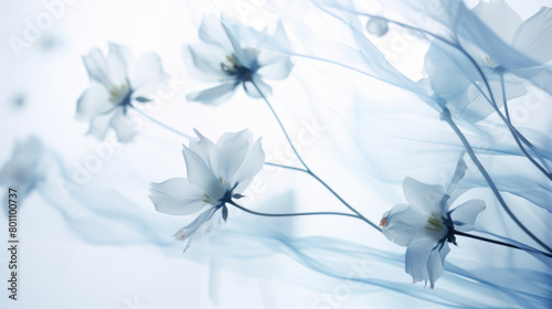 Ethereal Blue Anemones flowers in Soft Blurred floral Background  copy space