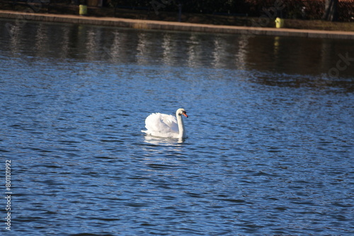 Fototapeta Naklejka Na Ścianę i Meble -  cisne