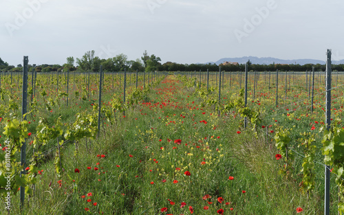 Agroecological vineyard photo