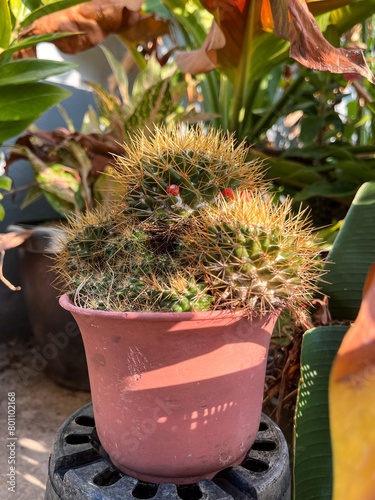 Cactus in Cinco de Mayo holiday celebrating