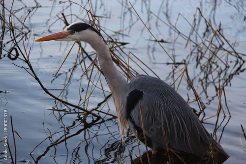 Tableau sur toile garza real