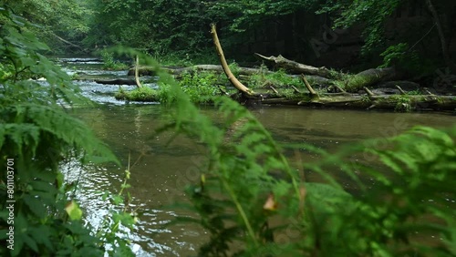The wild Tanew River from behind the stumps with fallen trunks of fallen trees. 