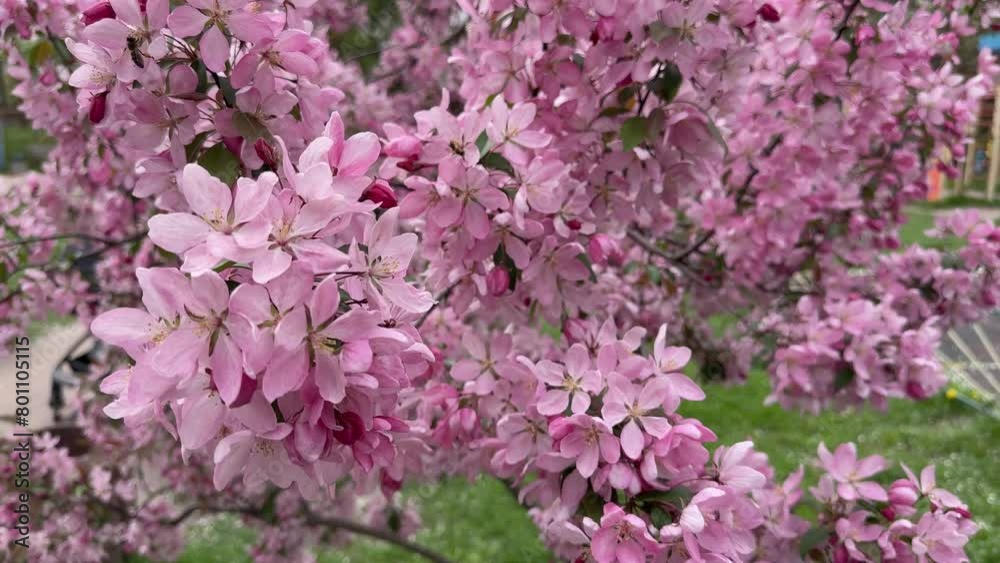 Branches of crabapple tree with pink flowers in overcast weather Branches of crabapple tree with pink flowers in overcast weather