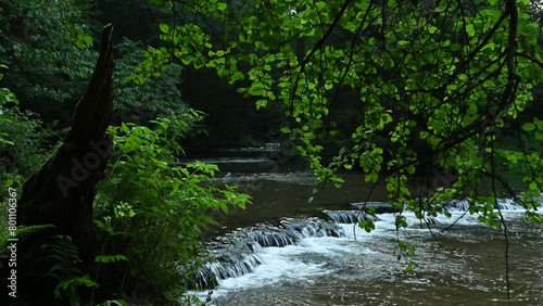 Waterfalls on a wild river between trees in a nature reserve