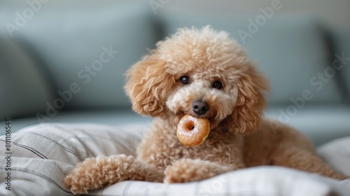 the joyous moment of a Poodle Dog eat doughnut in special shot photography © Tina