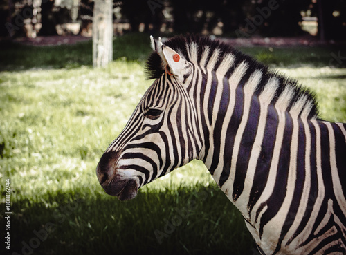 Side Profile of the Head and Neck of an African Zebra.