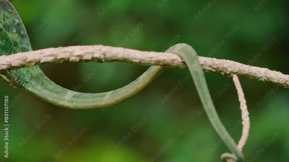 Portrait of a Parson's Chameleon (Calumma parsonii) sticking to a branch of a tree in green background. Madagascar Tropical rainforest