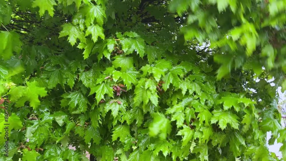 Branches of maple during a rain with strong wind Branches of maple during a rain with strong wind
