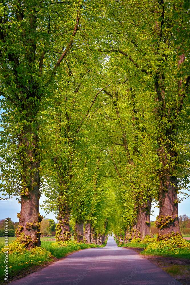 Naklejka premium Die Lindenallee im Frühlingsgrün