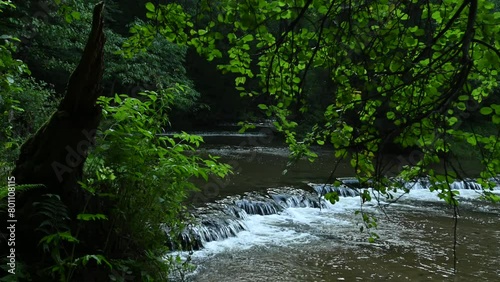 Water rapids on the Tanew River between green trees in the morning.