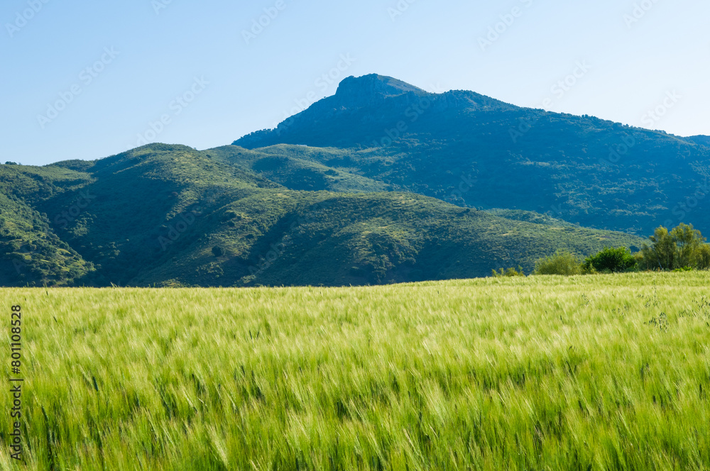 Landscape in Montecorto, Andalusia, Spain, Europe