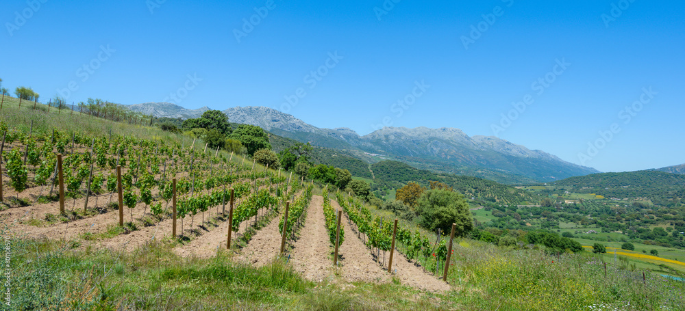 Vineyard, Cortes de la Frontera, Andalusia, Spain, Europe