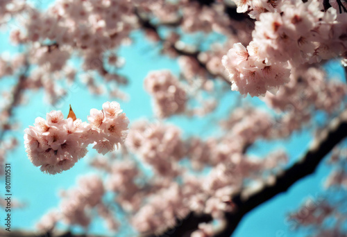 'sky blue Flowering park sakura tree Background Flower Nature Wood Easter Spring Light Leaf Garden Green Plant Pink Japanese Beautiful Cherry Natural Gardening Eco Ecology Botany SeasonBackground' photo