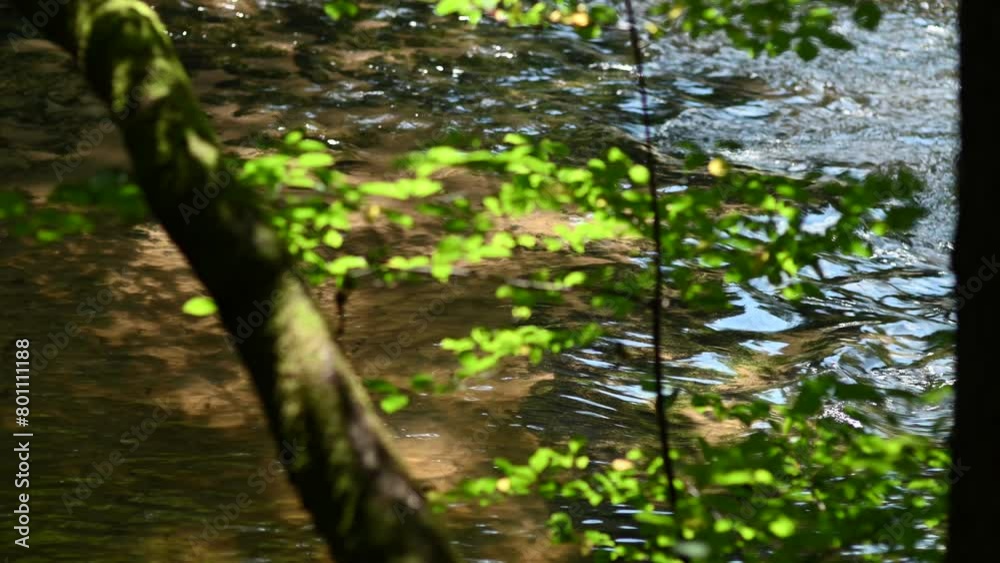 Lush green leaves in sunlight against the background of flowing water in the river