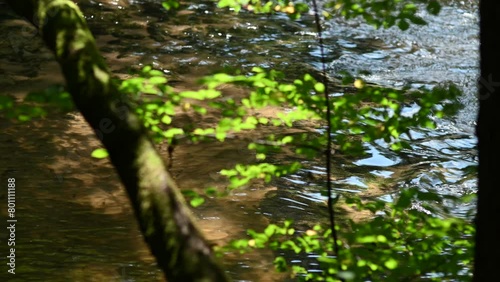 Lush green leaves in sunlight against the background of flowing water in the river